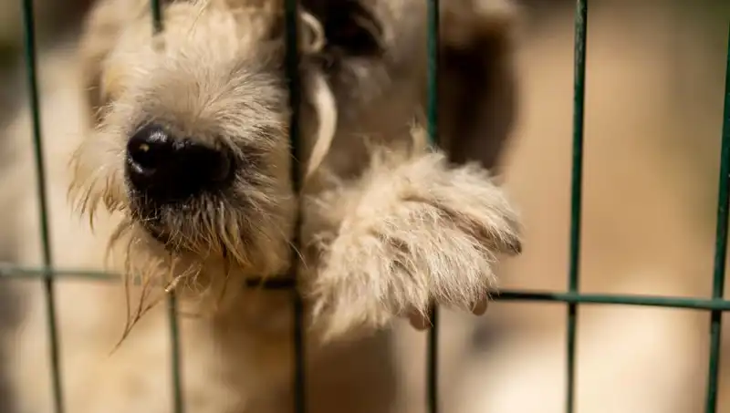 İş Stresi Köpekleri Vuruyor: Hayvan Psikolojisi Üzerindeki Etkileri
