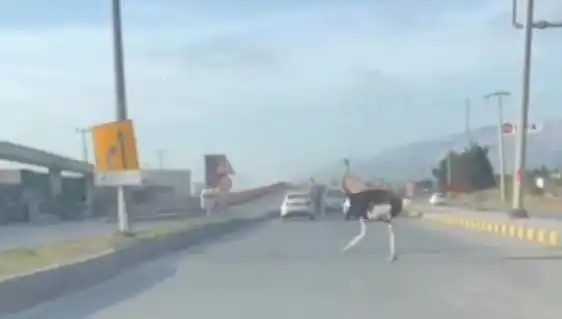 Trafikte Deve Kuşu Görülmesi: Sürücüler Şaşkına Döndü!