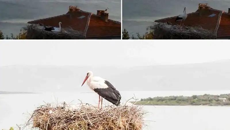 Yaren Leylek Depremi Önceden Hissedip Yuva Terk Mi Etti?