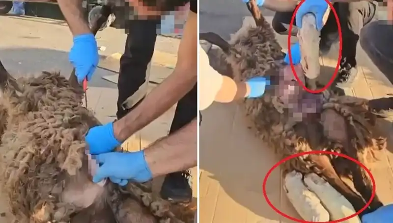 Zehir Tacirleri Çığır Dışı Yöntemler Deniyor: Ölü Koyunun Karnından Şok Edici Buluntular
