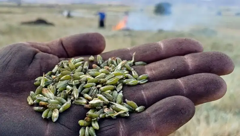 Firik Sezonu Başladı: Lezzetiyle Damağınızda Kalacak Bir Deneyim