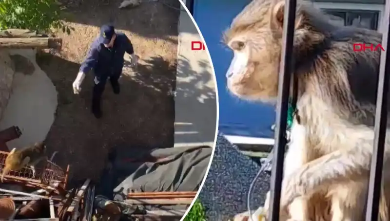 Muğla'da Maymun Kovalamacasına Şahit Olan Mahalleli Göz Doldurdu!
