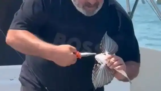 Saros Koyu'nda Nadir Görülen Kırlangıç Balığı Oltaya Takıldı: Balıkçılar Şaşkın!