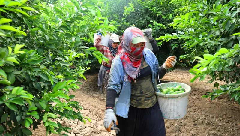 Markette 150 Liraya Dayanan Sebze Fiyatları Düştü: Hasat Zamanı Geldi