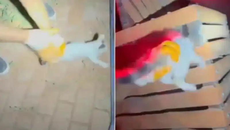 Gece Yarısı İtfaiyeden Gelen Kurtarma: Kedinin Dramı ve Kahramanlarımız