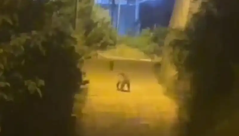 Gümüşhane Merkezinde Ayı Panik Yarattı, Sokaktaki İnsanlar Ne Yapacağını Bilmeyi Bekliyor!