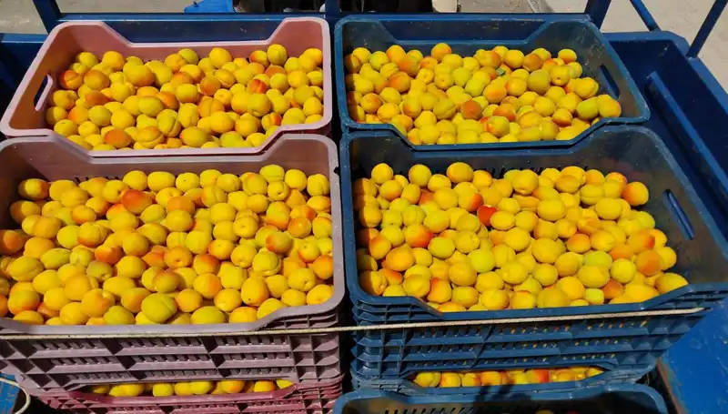 Türkiye’nin Tarımında Dönüm Noktası: İlk Hasat 500 TL’den Satıldı