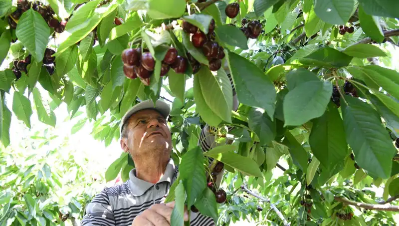 "Lapseki Devi: Çay Bardağına Sığmayan Devasa Meyve"