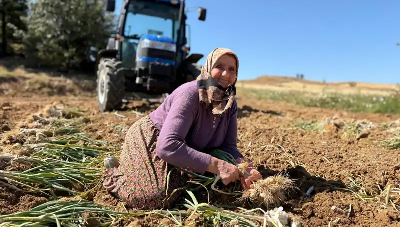 Türkiye'nin Selenyum Zengini: Tarladan Bin 200 Liraya Satılan Ürünler