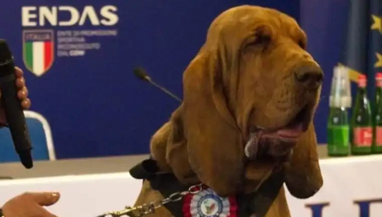 Arama Köpeğine Suikast: Çivili Sosisle Yüzlerce Soru İşareti
