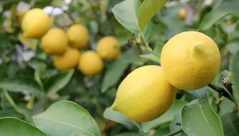 Limonun Fiyatındaki Artış Şaşırtıyor: Adedi 24 Lira Oldu