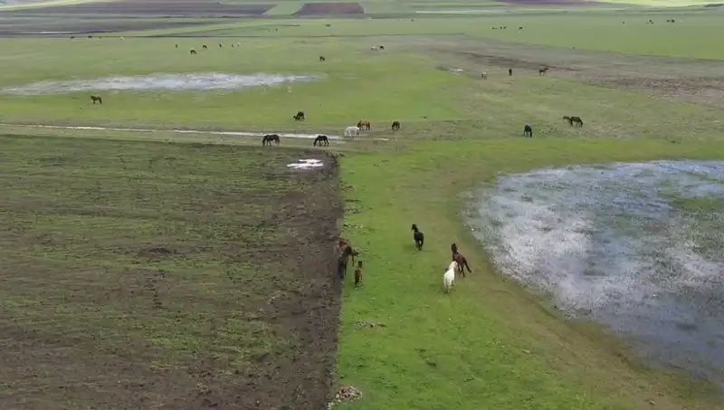 Kars’ın Büyüleyici Doğasında Yılkı Atlarıyla Unutulmaz Bir Görsel Şölen