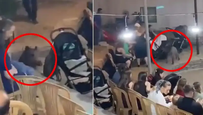 Yaban Domuzunun Düğün Baskını: Eğlenceden Paniğe Dönüşen Anlar