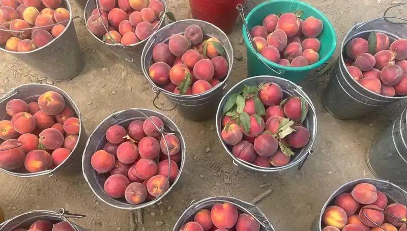 Çiftçilerin Yüzü Güldü: Hasat Döneminde Fiyatlar Tavan Yaptı