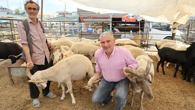 Kurban Pazarı’nda Dikkat Çeken Trend: 4 Boynuzlu Koçlar