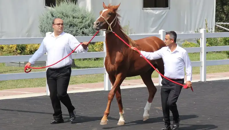 Taşkın Kral Rekor Kırdı: Doğa Olayları ve Mahalle Hayatını Nasıl Değiştiriyor?