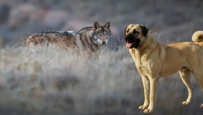 Kurtların Artışı Kangal Köpeğine Olan Talebi Nasıl Etkiliyor?