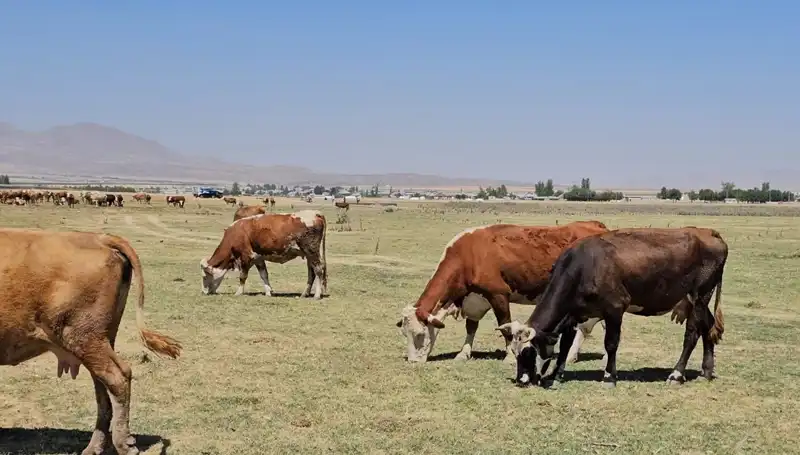 Arin Gölü’nde Kuraklık Alarmı: Su Krizi Kapıda!